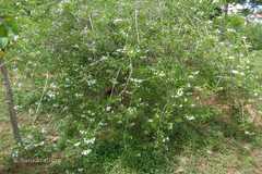 Clerodendrum aculeatum